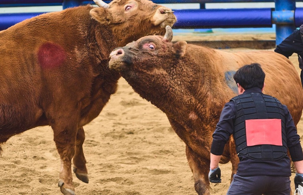 Corea del Sur lleva siglos celebrando sus particulares «corridas de toros». Y ahora se enfrenta al mismo dilema que España