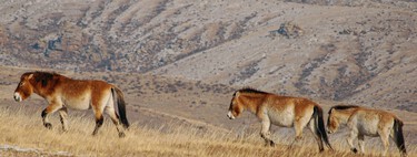 En la fiebre por "resucitar" especies en España, Palencia acaba de añadir una más: el caballo Przewalski 